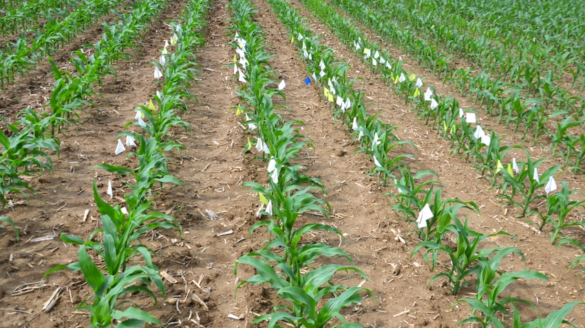  white flags next to young corn plants in field