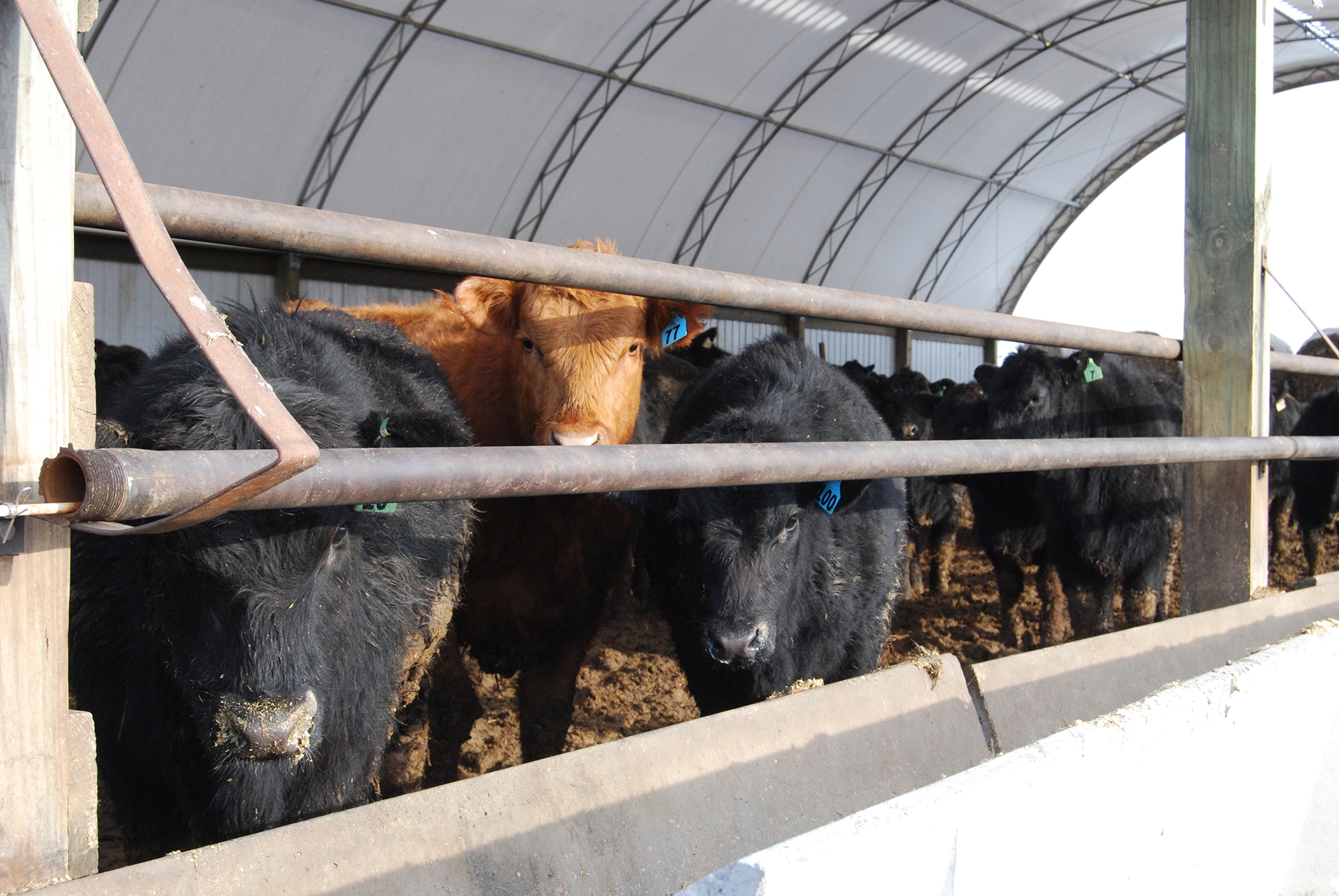 How to improve profit margins in cowcalf operations