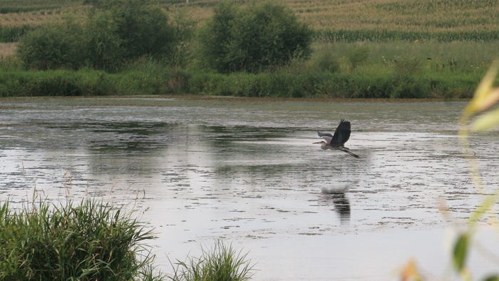 Great blue heron flying over wetland