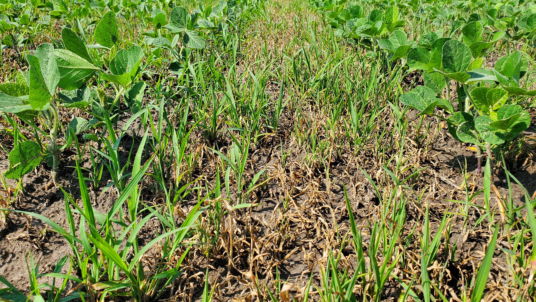 grass weed Echinochloa sp