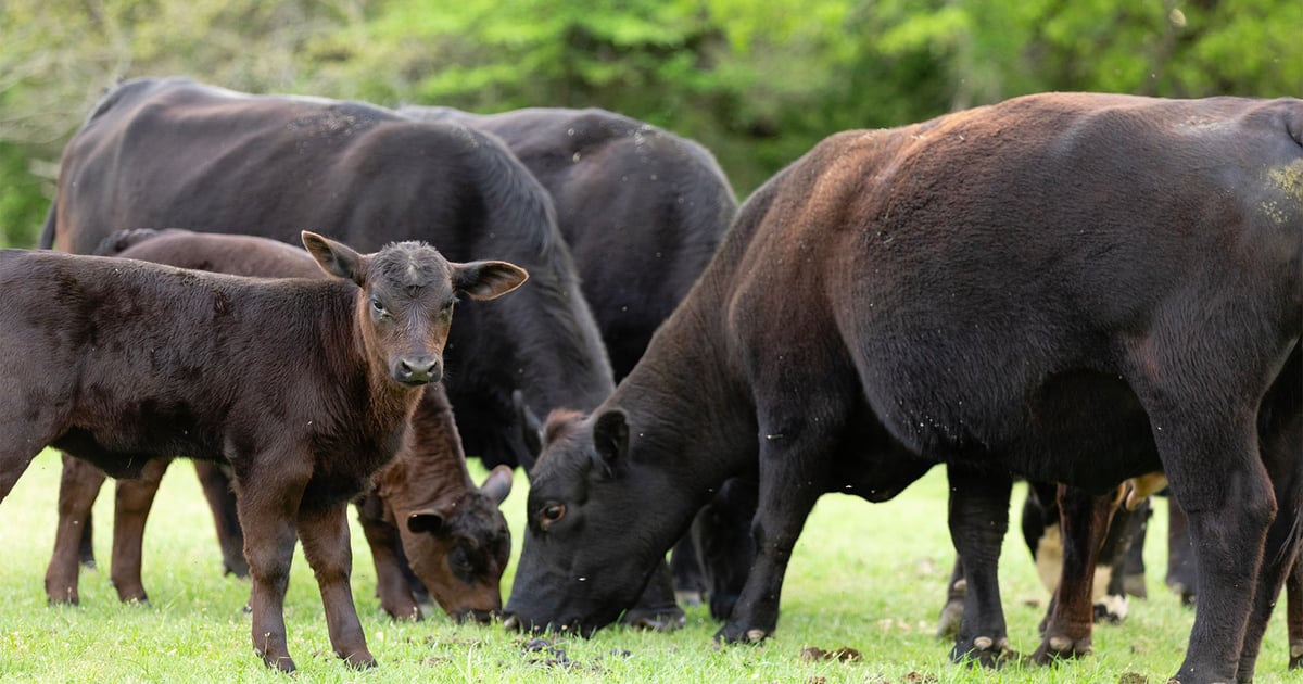 Ohio beef producers face poor forage quality issues