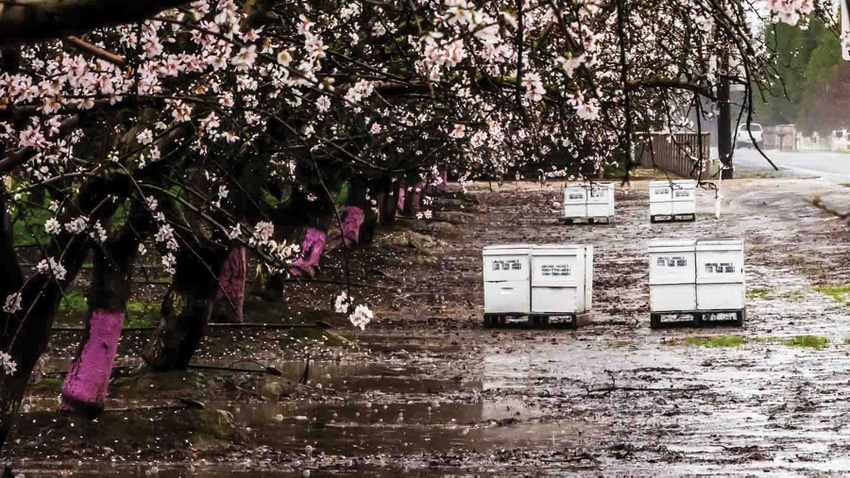 almond pollination