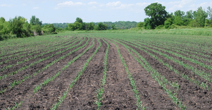  uniform corn germination in field