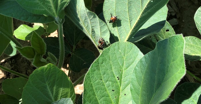 Japanese beetles feeding on soybean leaves
