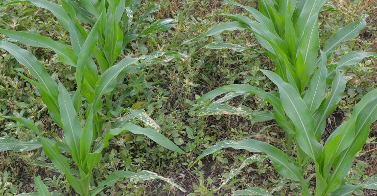 . Control of atrazine, ALS inhibitors, and glyphosate-resistant Palmer amaranth with 2 quarts of Harness Maxx per acre applied early post-emergence when palmer amaranth was less than 6 inch tall.