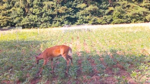 A deer grazing on a soybean plot