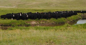 Cattle in field