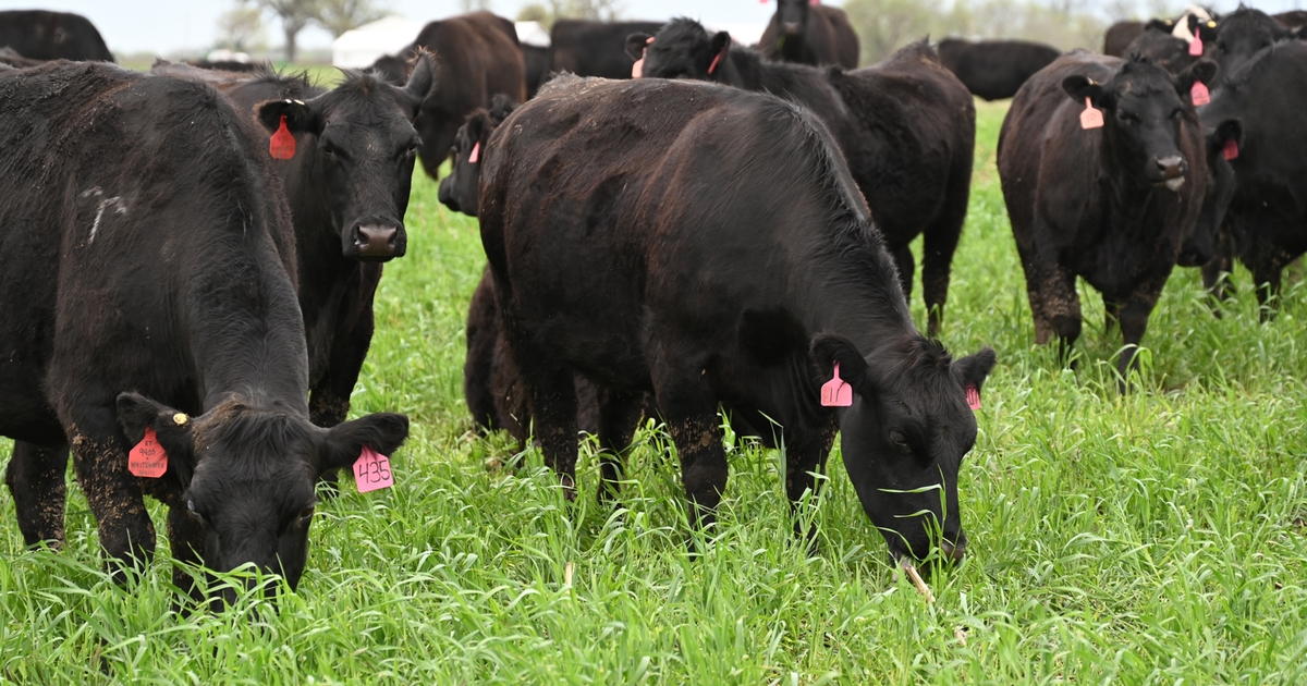 Manage soil health while grazing cropland