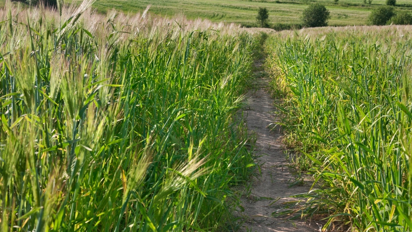Footpath through green field of cereal rye