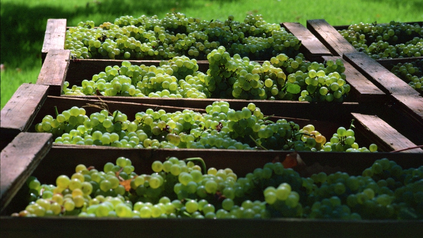 Close up of crates of grapes Close up of crates of grapes