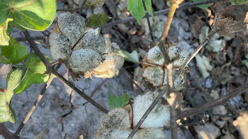 whitefly sooty mold on cotton