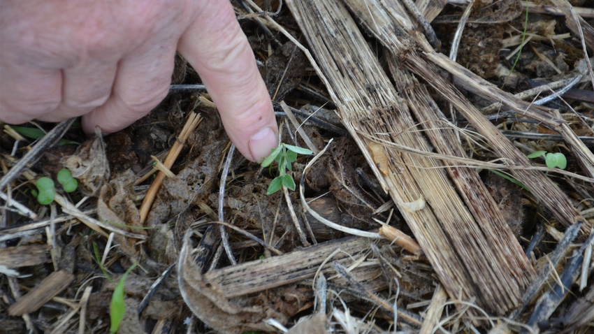 A finger pointing to a tiny seedling in sprouting in soil