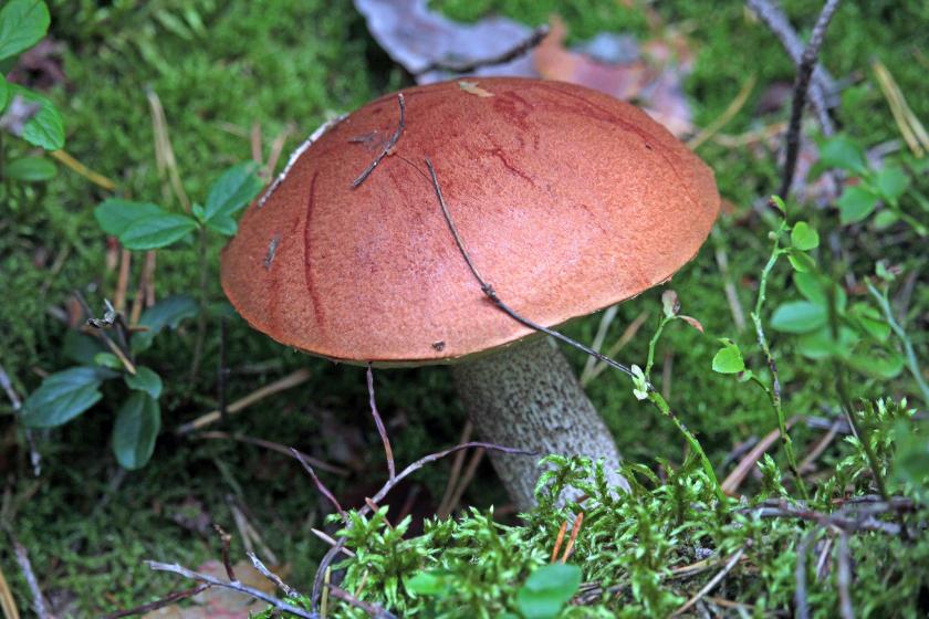 5G RedCap Promises Nirvana for IoT Deployments Globally. But Can it Deliver? 5G RedCap Promises Nirvana for IoT Deployments Globally. But Can it Deliver?