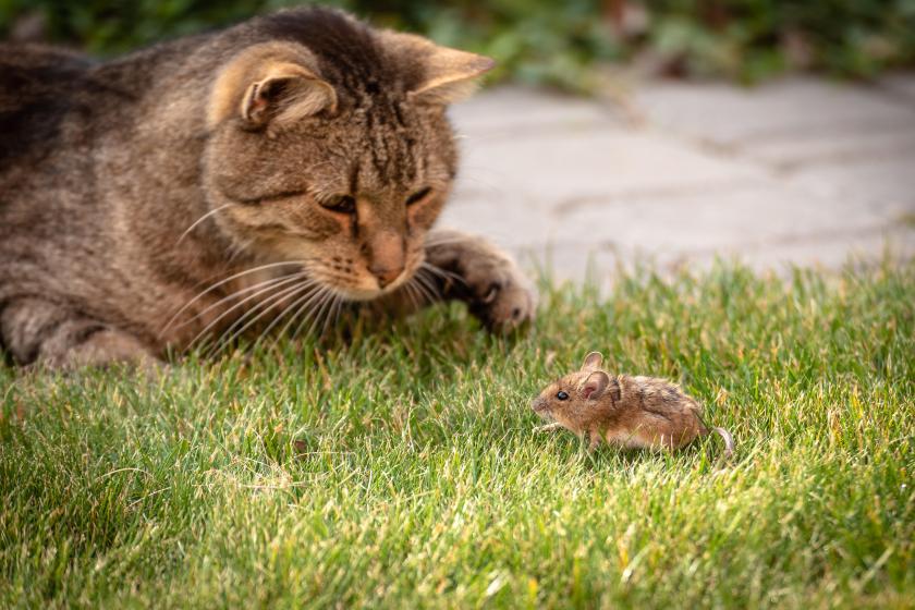 Cisco Flaw Highlights Dynamic Nature of Vulnerability Management Cisco Flaw Highlights Dynamic Nature of Vulnerability Management