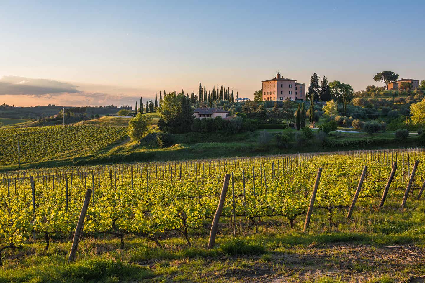 Weinreben im Sonnenlicht vor einem Weingut in der Toskana