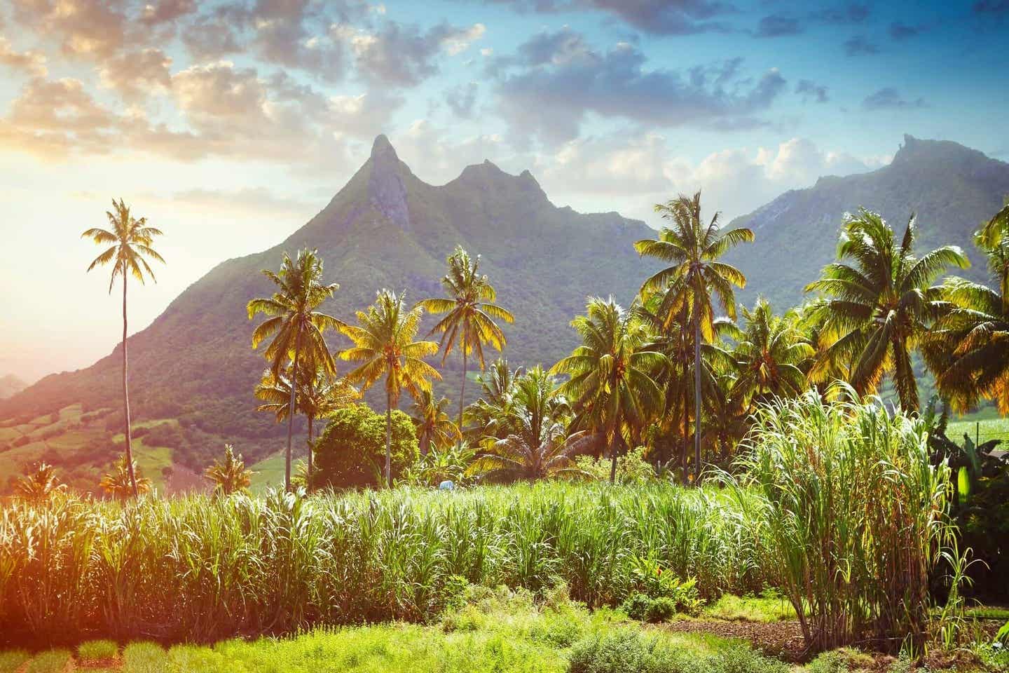 Ein grünes Zuckerrohrfeld auf Mauritius