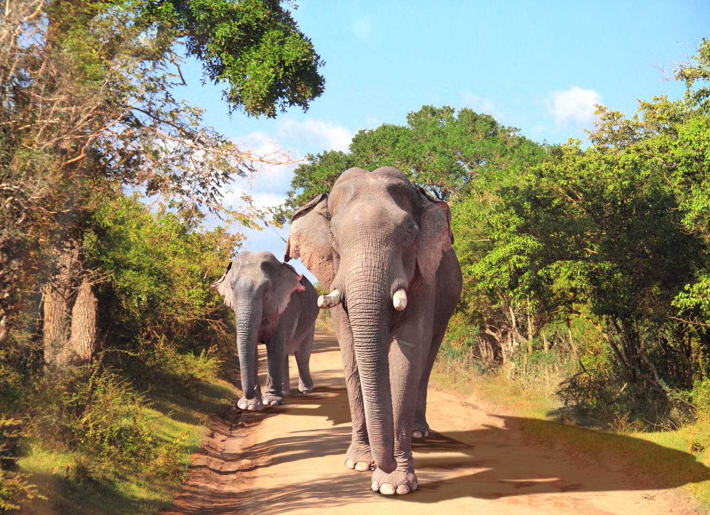 Zwei Elefanten auf einer Straße im Yala-Nationalpark – ein unvergessliches Erlebnis unter den Sri-Lanka-Sehenswürdigkeiten