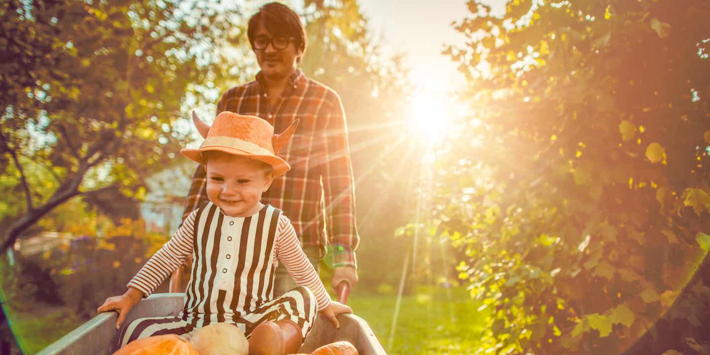 Vater schiebt Sohn in Schubkarre mit Kürbissen auf einer Streuobstwiese vor langsam untergehender Sonne