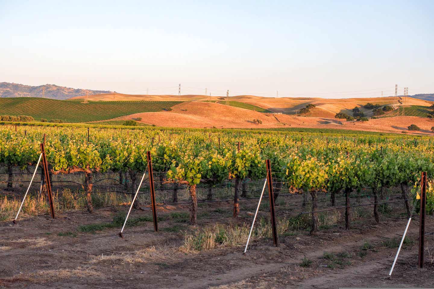 Kalifornien Livermore: Weinfelder bei Sonnenuntergang