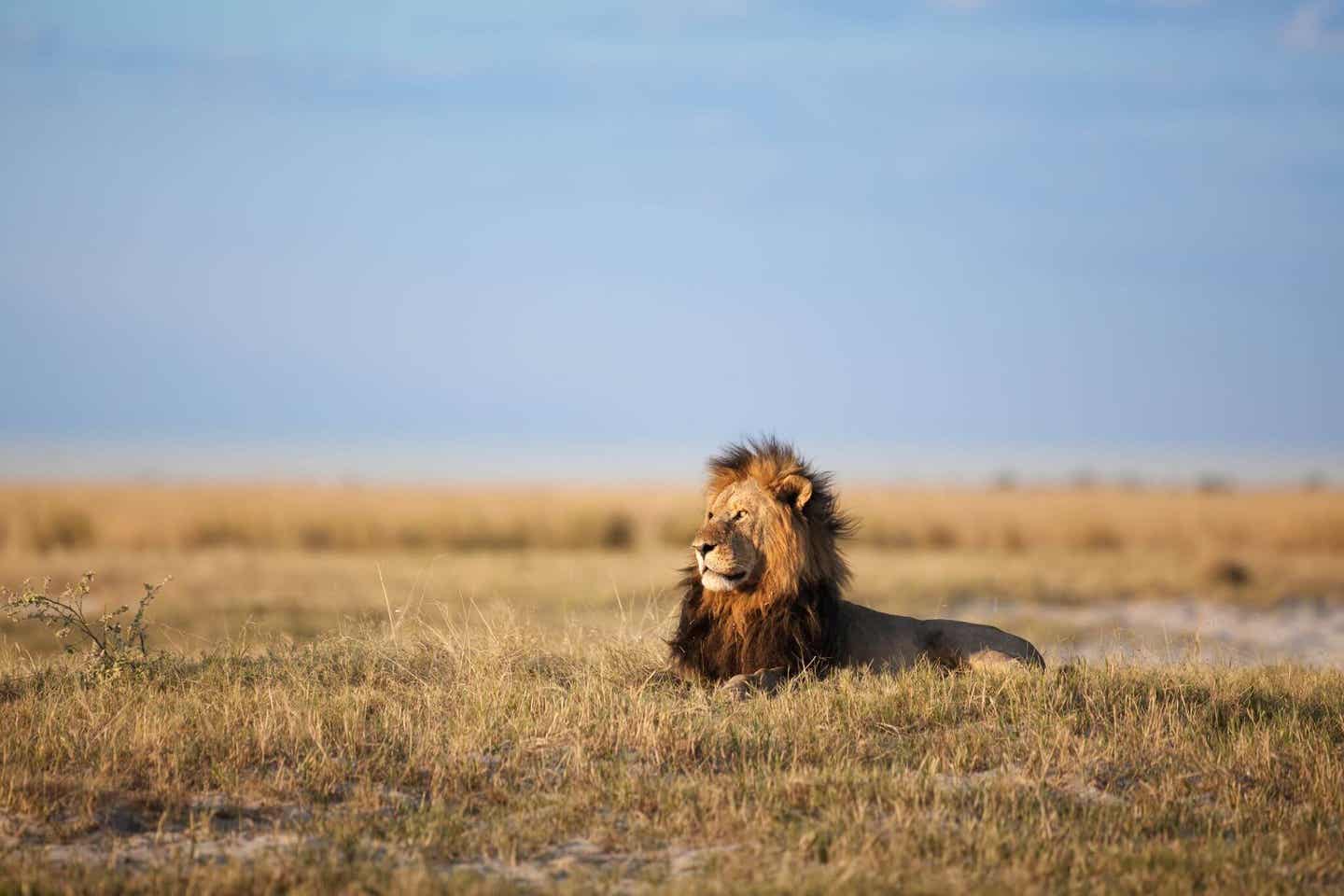 Löwe in der Wildnis von Südafrika