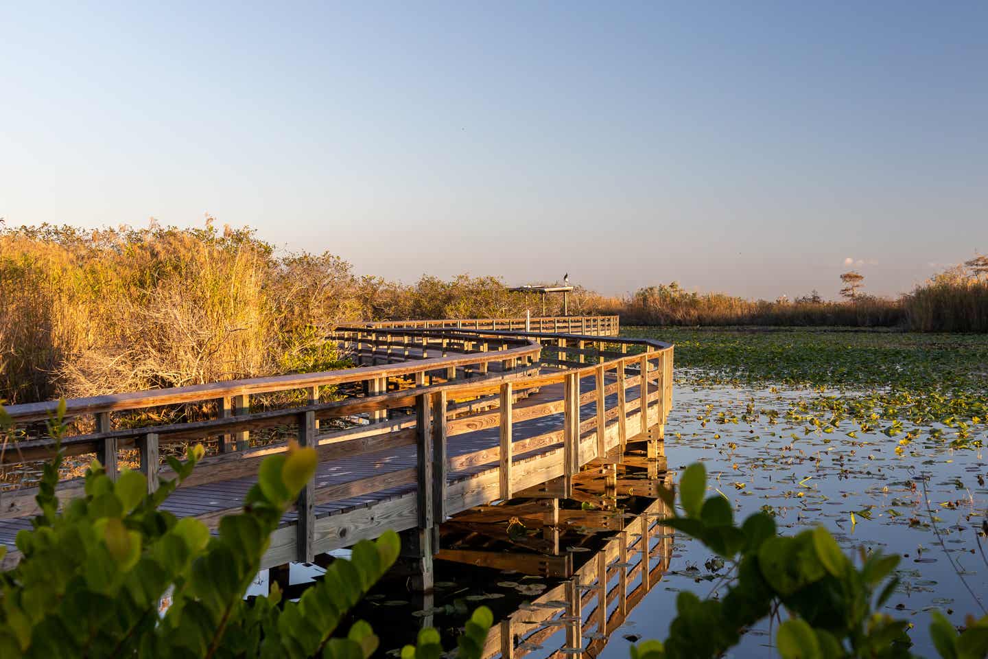 Ein Abschnitt des Anhinga Trails in den Everglades, der auf Holzplanken entlang über das Wasser führt