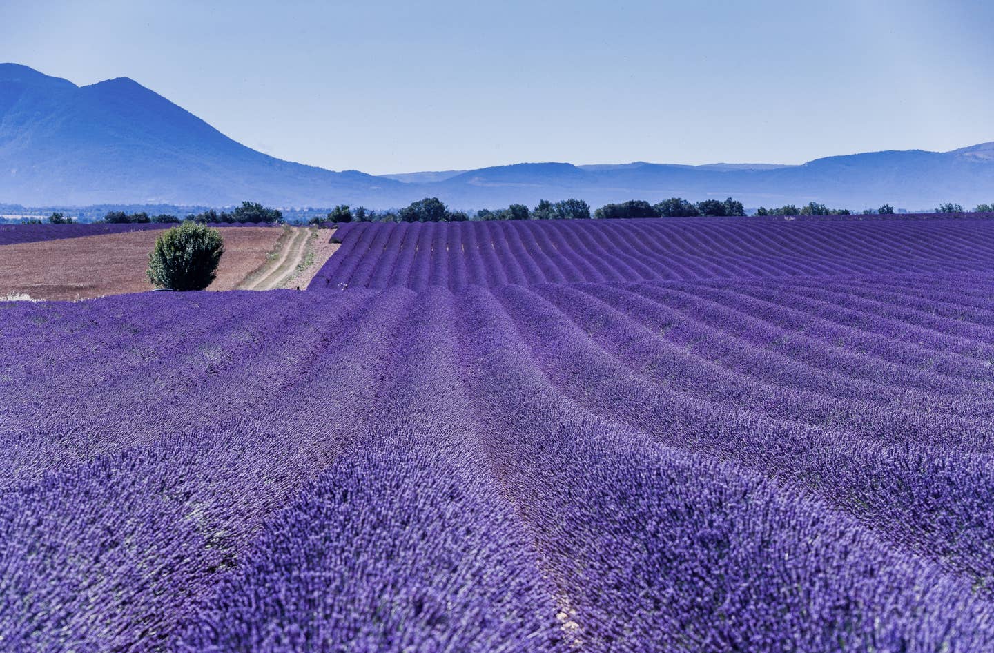 Provence Urlaub mit DERTOUR. Lavendelfeld in der Provence in voller Blüte