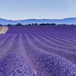 frankreich-provence-lavendelbluete-g-1353034901.jpg