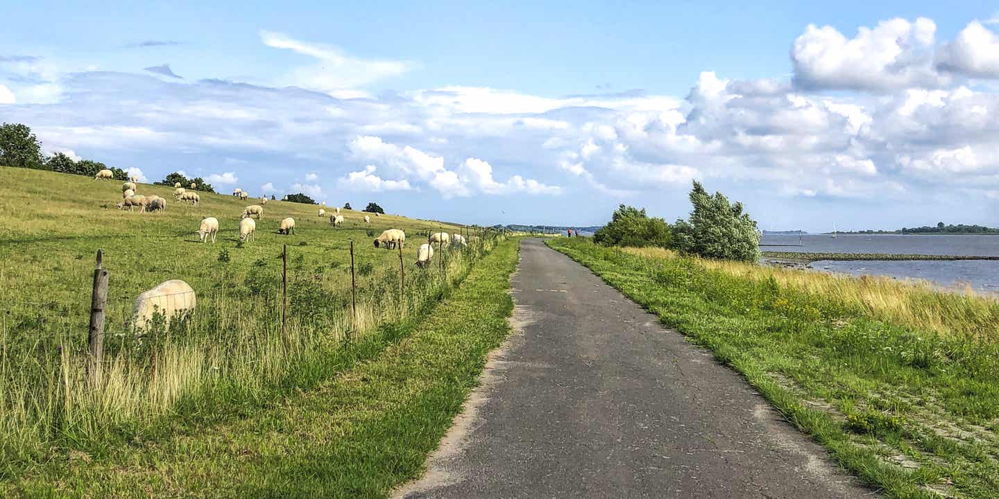 Blick auf den Elbe-Radweg auf einer Radtour in Norddeutschland: links ein Deich mti Schafen, rechts der Fluss