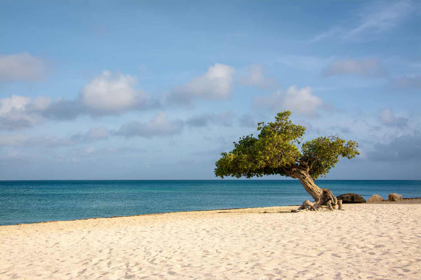 Eagle Beach auf der Karibikinsel Aruba