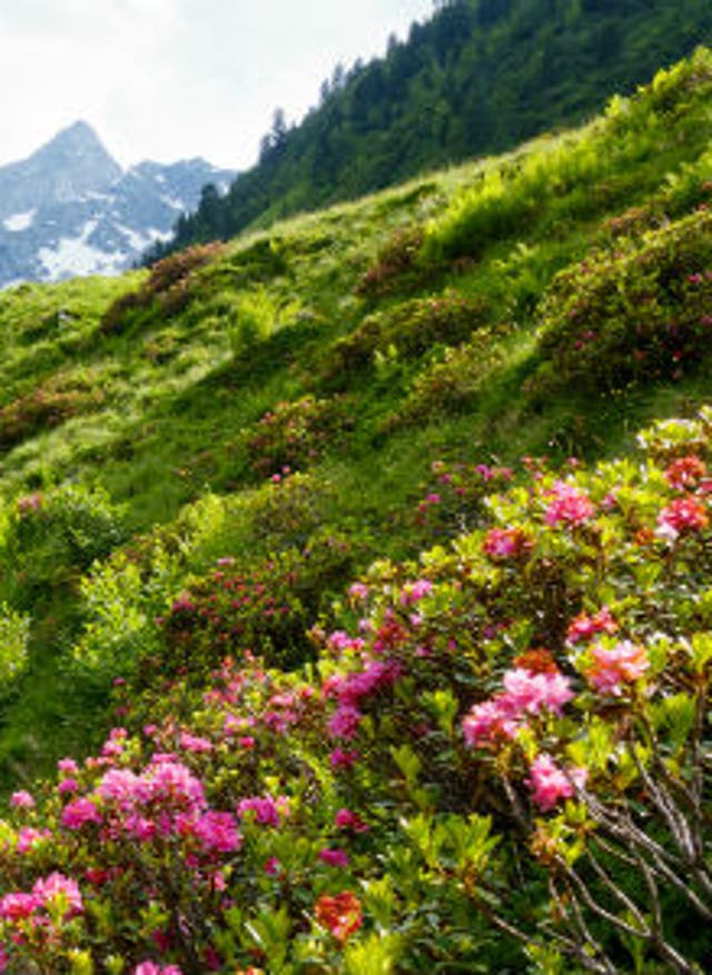 Jetzt buchen Landschaft in Hochgurgl in Österreich