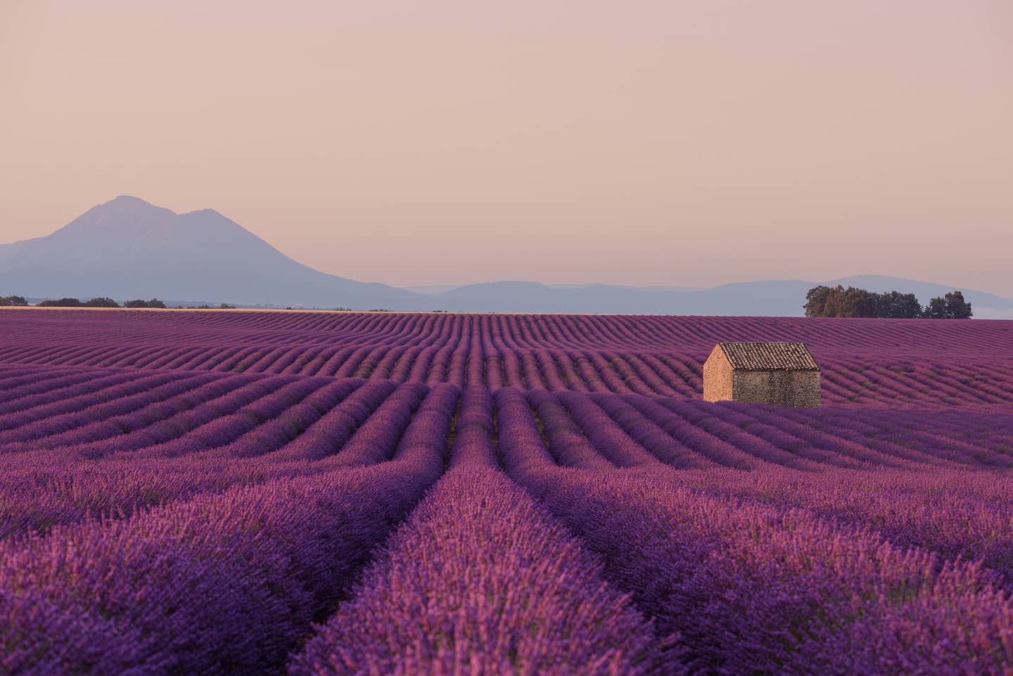 Südfrankreich Urlaub mit DERTOUR. Blühendes Lavendelfeld in der Provence 