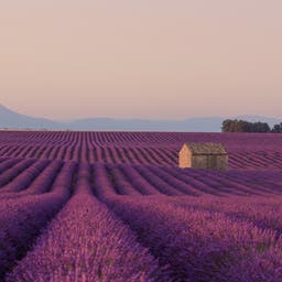 frankreich-suedfrankreich-provence-lavendelfeld-huette-g-1136569085.jpg