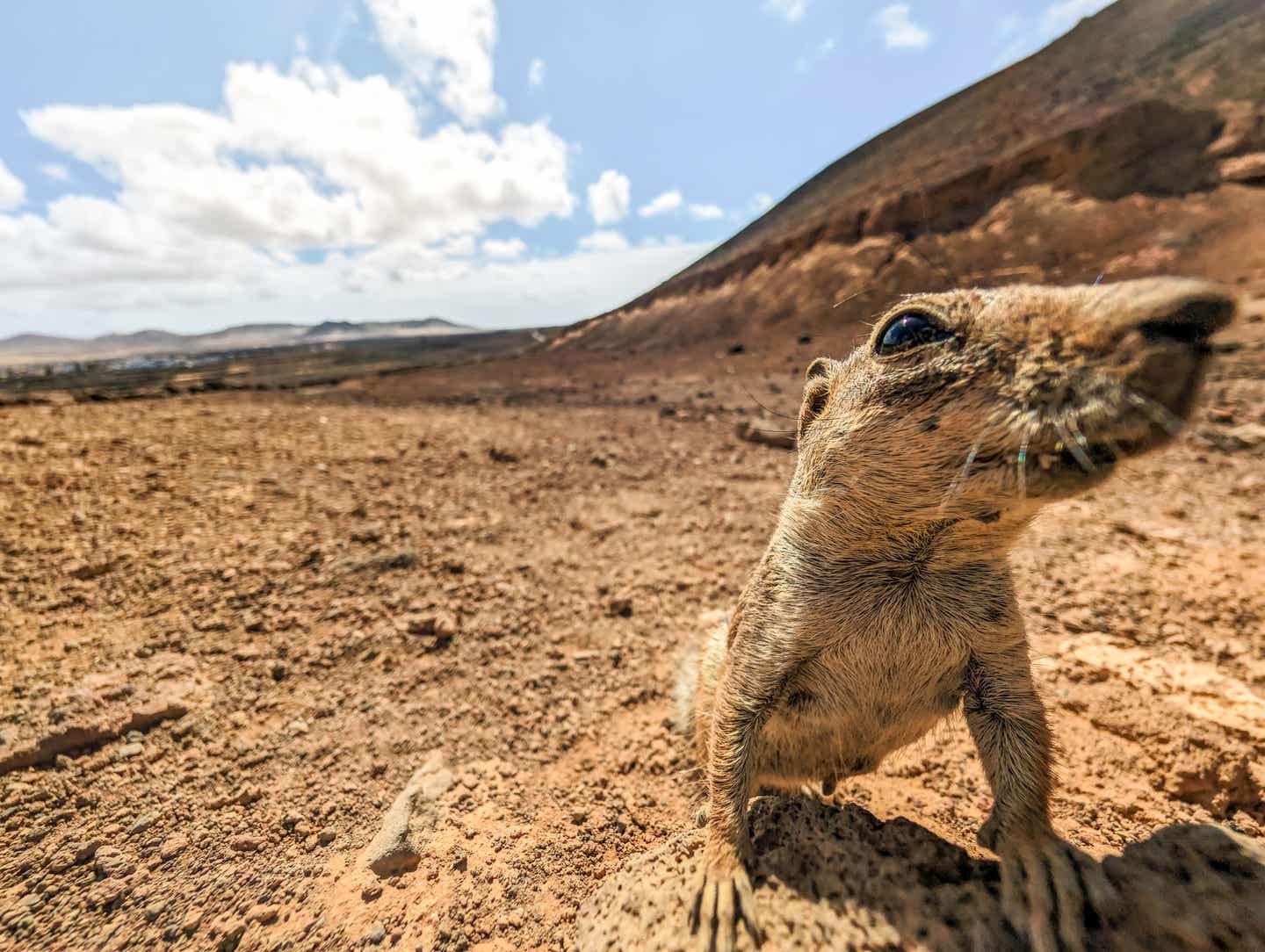 Atlashörnchen in Nahaufnahme am Wanderweg des Calderón Hondo, Fuerteventura