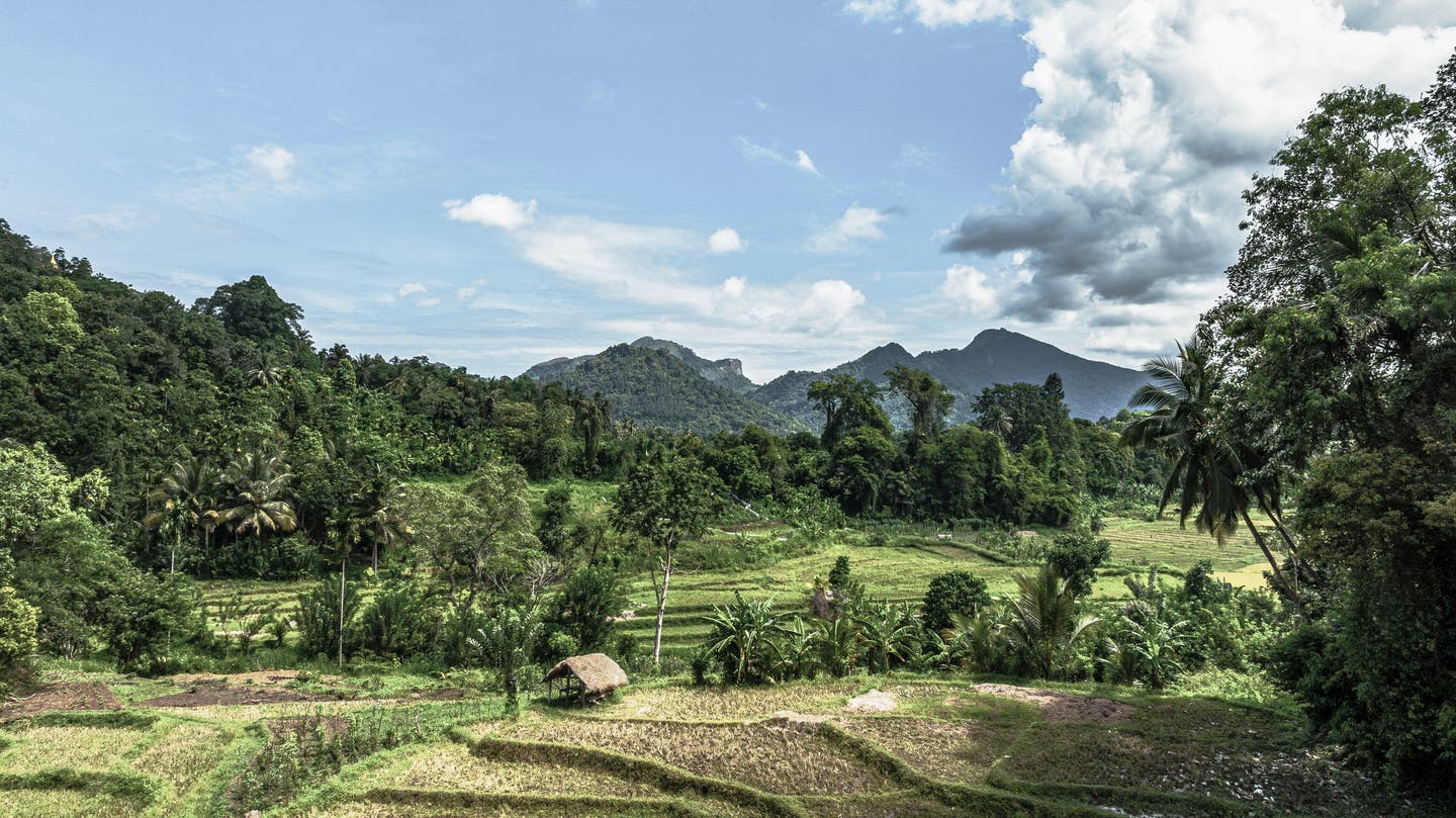 Beste Reisezeit Sri Lanka: Reisfelder