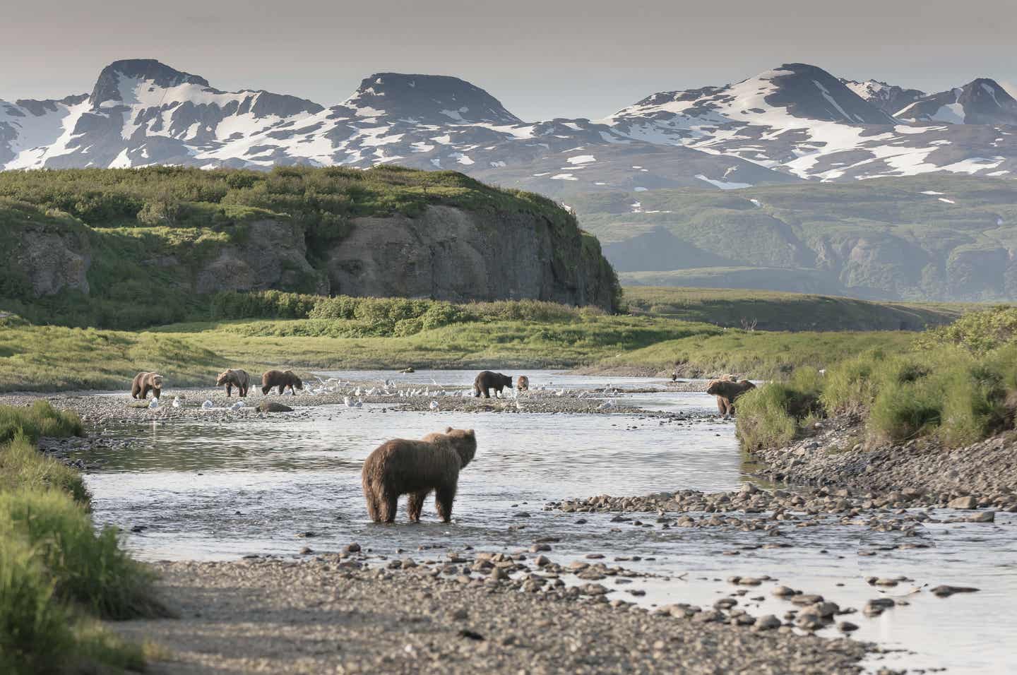 Alaska Urlaub mit DERTOUR. Braunbären beim Lachsfang am McNeil-Fluß im McNeil River State Game Sanctuary