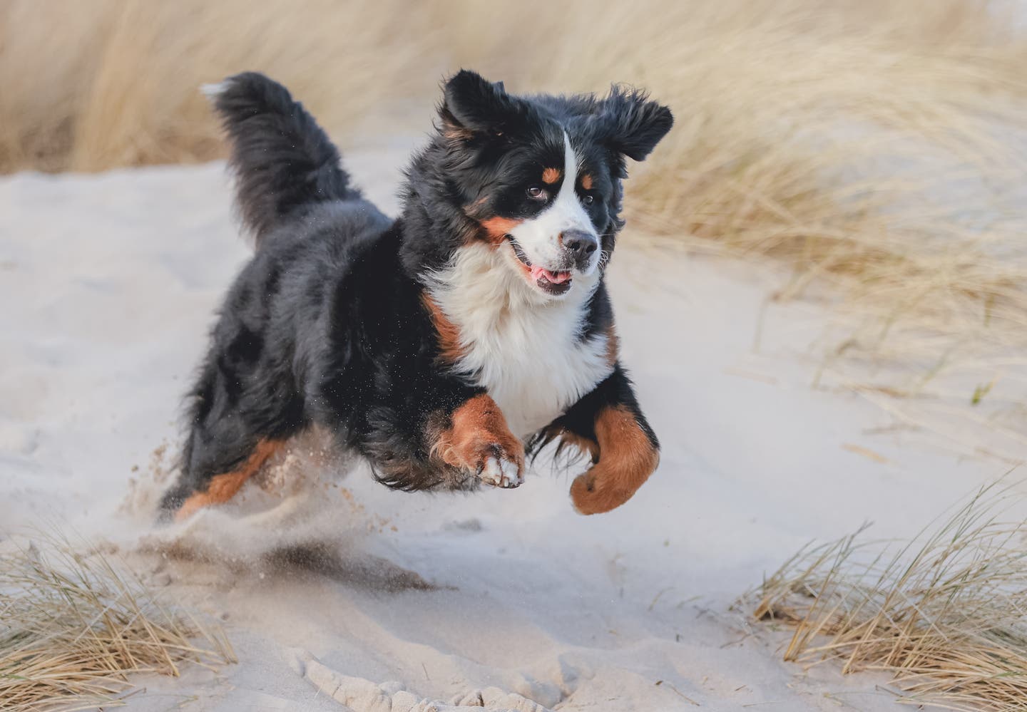 Dänemark-Urlaub mit Hund: Spielen in den Dünen