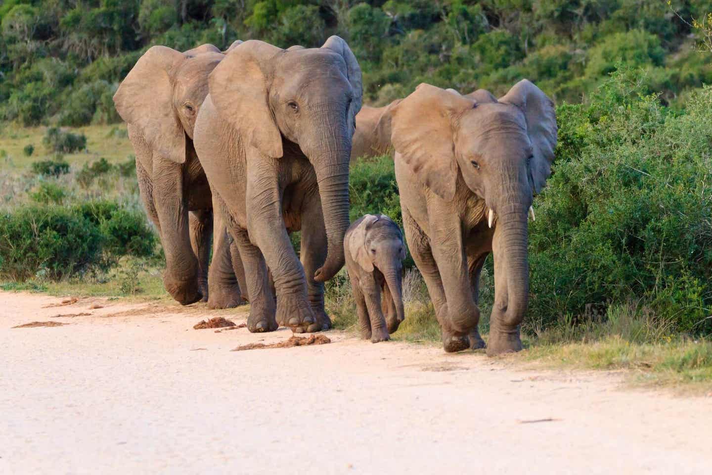 Südafrika Highlights Addo Elephant Park