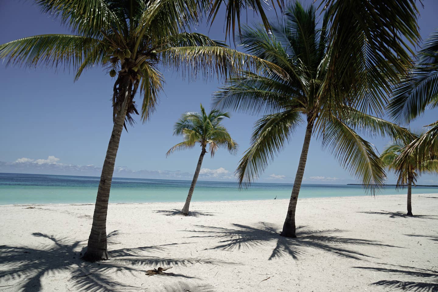 Varadero Urlaub mit DERTOUR. Palmen an einem menschenleeren Strand in Varadero