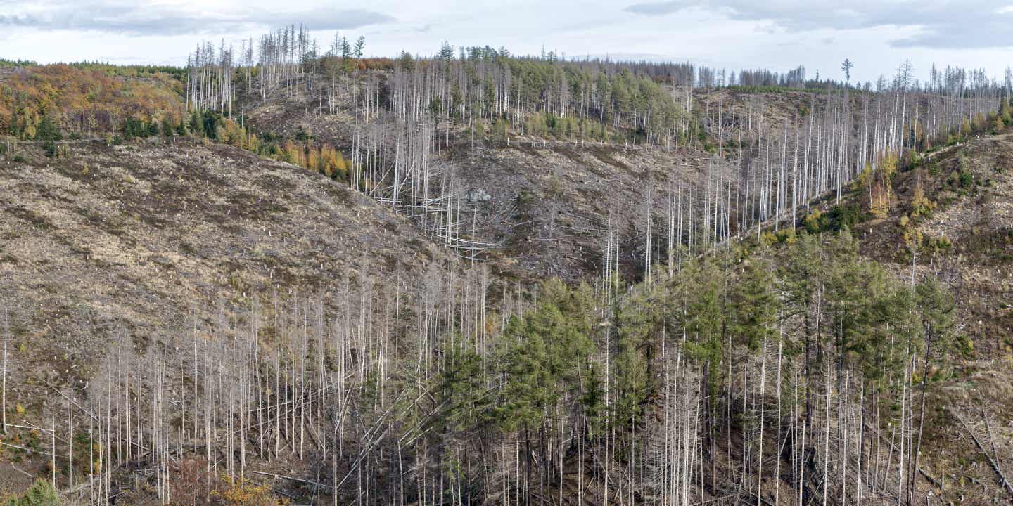 Ein abgestorbener Nadelwald in Deutschland