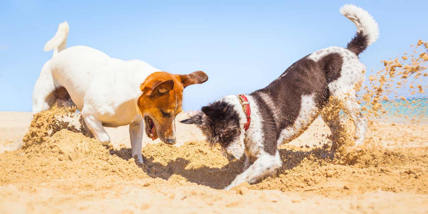 Zwei Hunde graben im Sand am Strand