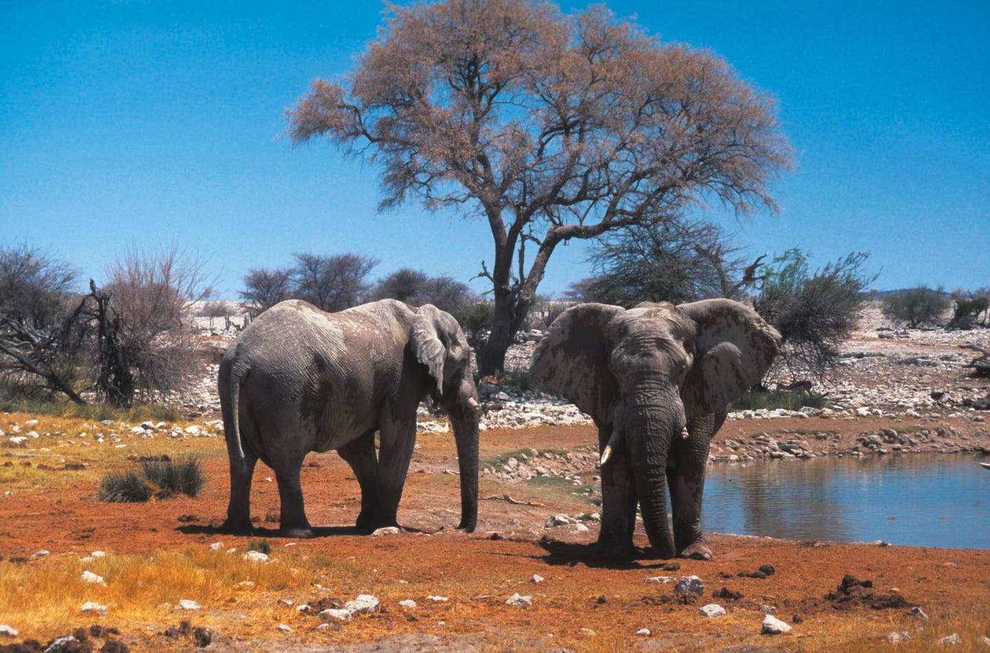 Hotels in Etosha