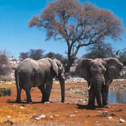 Hotels in Etosha