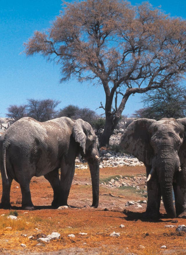 Hotel in Namibia buchen Reisekalender September. Elefanten an einem Wasserloch in Namibia.