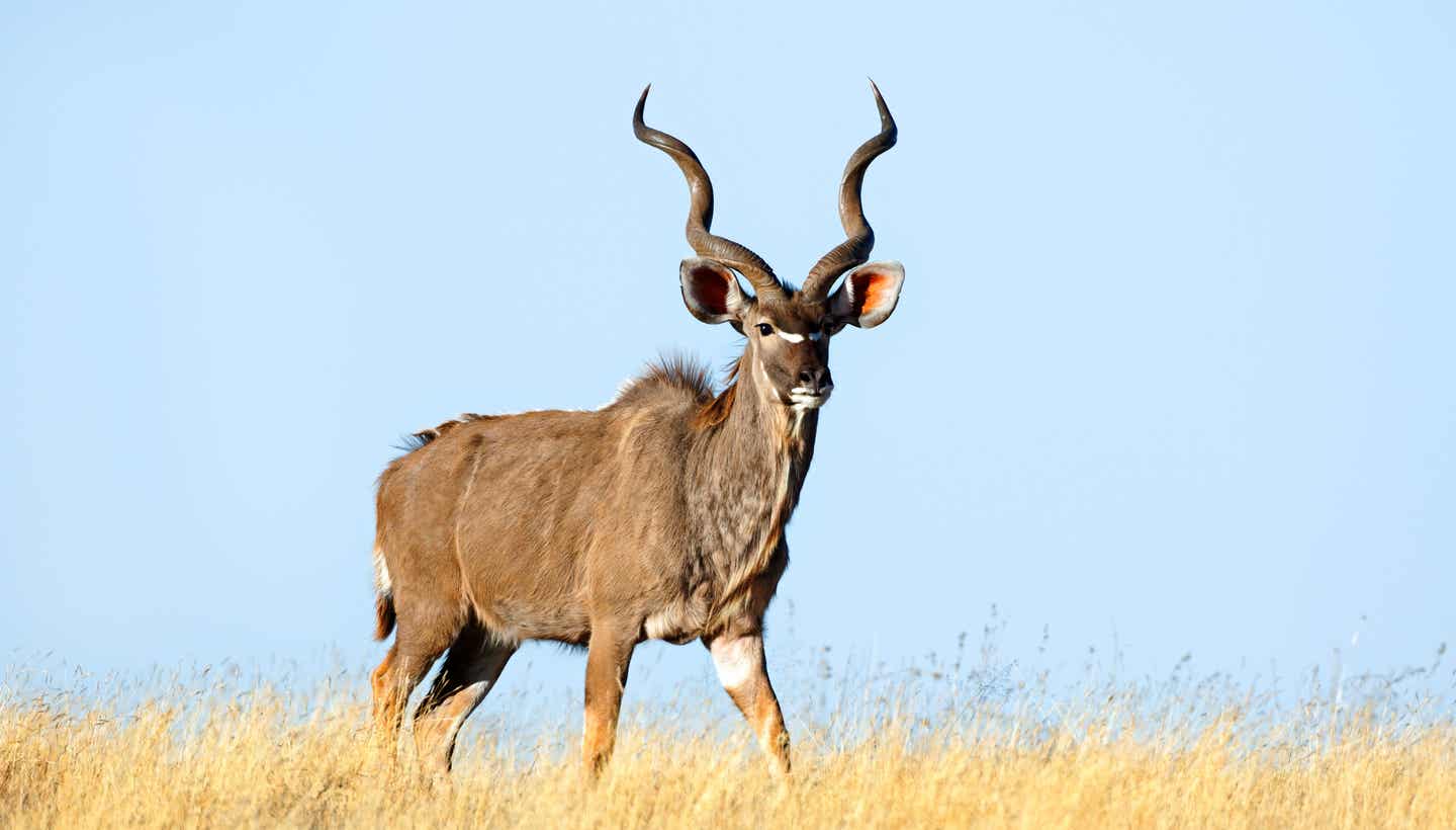 Kudu in der südafrikanischen Savanne vor blauem Himmel