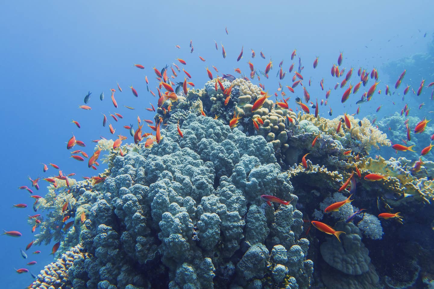 Ägyptens Unterwasserwelt bei Hurghada