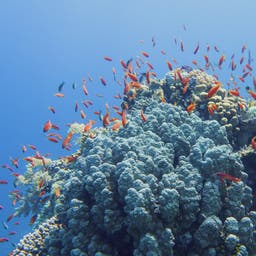 aegypten-hurghada-unterwasser-g-1250933133.jpg