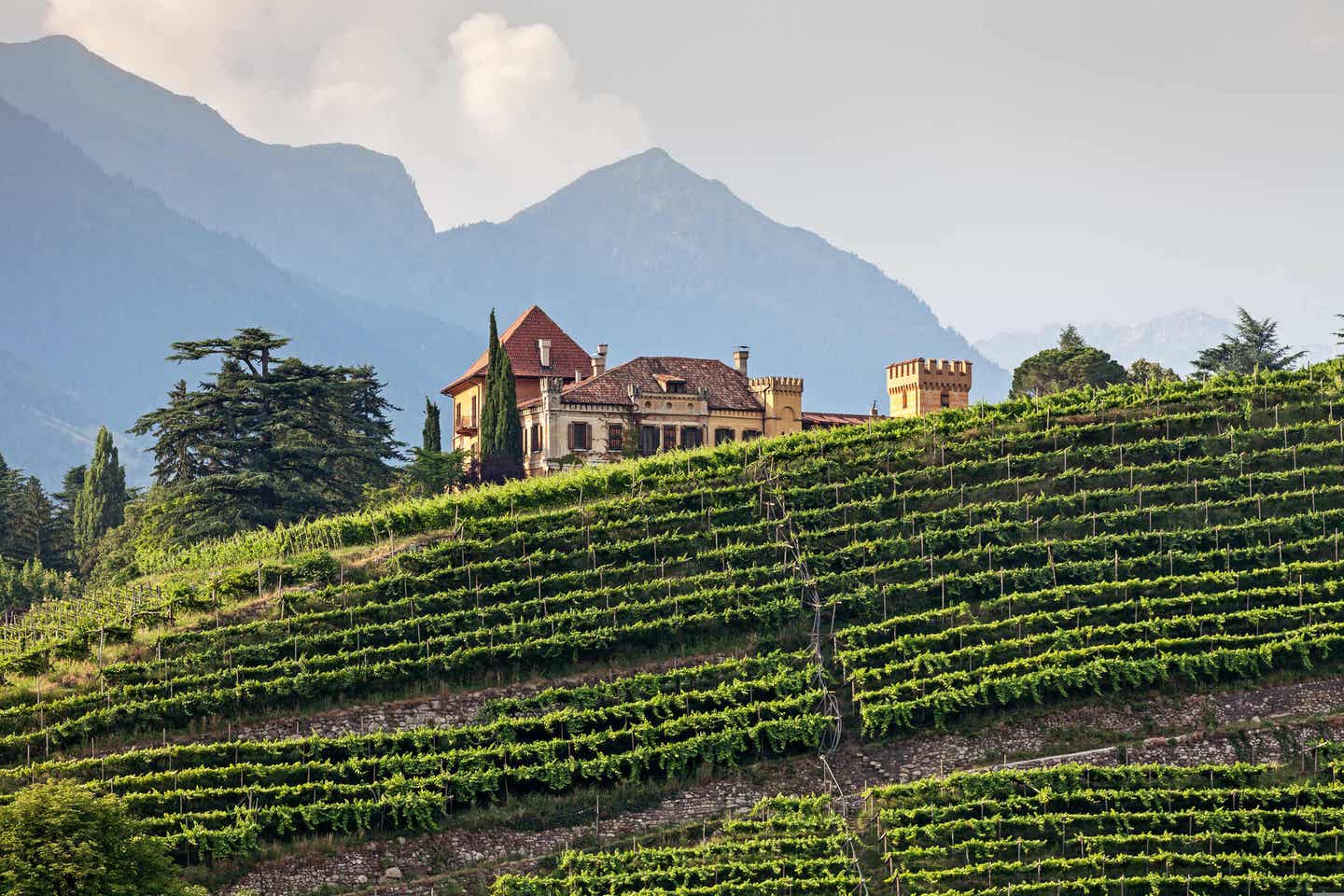 Grüne Weinberge in Meran