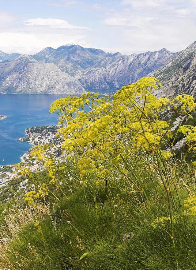 Hotel in Montenegro buchen Reisekalender Mai - Urlaub in Montenegro