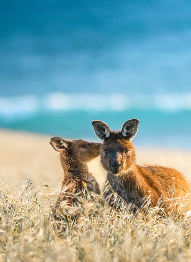 Zur Erlebnisreise Erlebnisreise in Südaustralien mit viel Wildlife