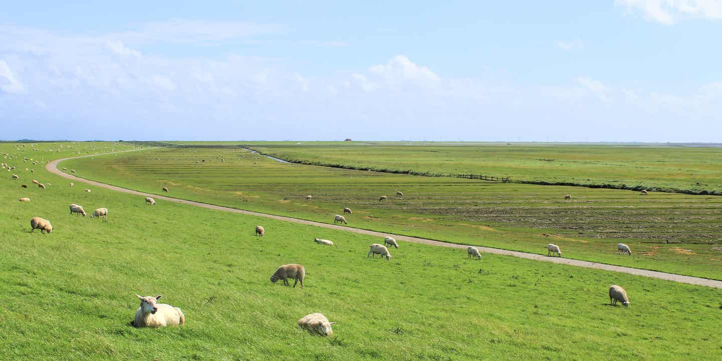 Schafe auf einem Deich an der Nordsee